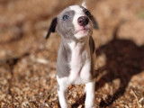 Chiots Whippet LOF à vendre