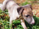 Chiots Whippet LOF à vendre