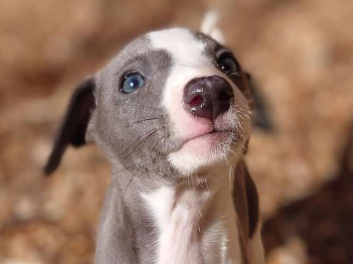 Aron male bleu et blanc