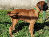 Chiots Boxer LOF à vendre