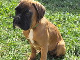 Chiots Boxer LOF à vendre