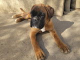 Chiots Boxer LOF à vendre