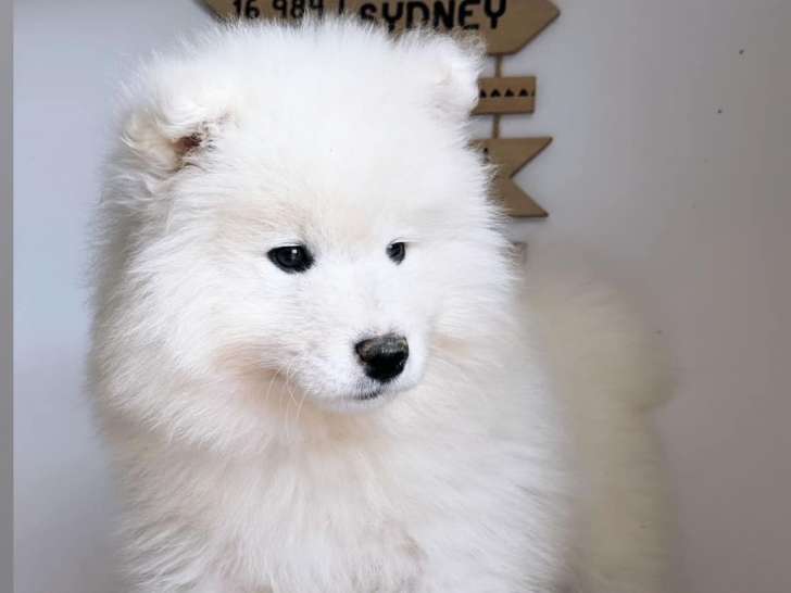 Chiots Samoyède LOF à vendre