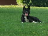 Femelle Border Collie croisée Akita Inu disponible pour saillie