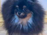 Spitz Poméranien femelle noir et feu à vendre
