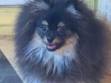Spitz Poméranien femelle noir et feu à vendre