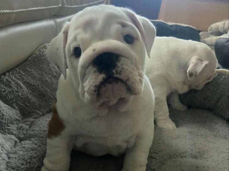 2 chiots femelles Bulldog Anglais à vendre