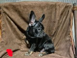 Chiots Bouledogue Fran&ccedil;ais &agrave; vendre