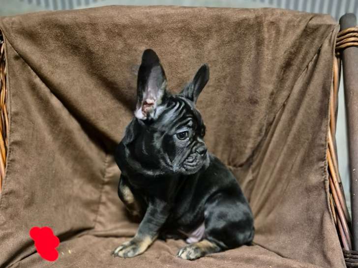Chiots Bouledogue Français à vendre