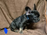 Chiots Bouledogue Fran&ccedil;ais &agrave; vendre