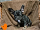 Chiots Bouledogue Fran&ccedil;ais &agrave; vendre