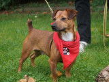Mickey, chien à adopter