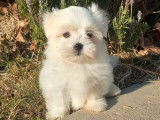Magnifiques Bichons Maltais LOF à vendre