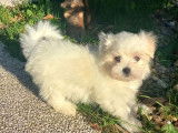 Magnifiques Bichons Maltais LOF à vendre