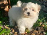 Magnifiques Bichons Maltais LOF à vendre