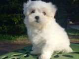 Magnifiques Bichons Maltais LOF à vendre