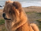 Mâle Chow Chow LOF disponible pour saillie