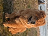 Mâle Chow Chow LOF disponible pour saillie