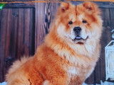 Mâle Chow Chow LOF disponible pour saillie