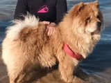 Mâle Chow Chow LOF disponible pour saillie