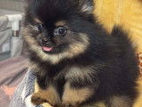 Femelle Poméranien tea cup extra mini noir et feu à vendre