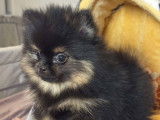 Femelle Poméranien tea cup extra mini noir et feu à vendre
