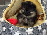 Femelle Poméranien tea cup extra mini noir et feu à vendre