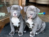 Chiots American Bully (X)XL à vendre