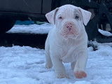 Chiots American Bully (X)XL à vendre