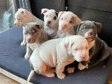 Chiots American Bully (X)XL à vendre