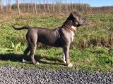 Chiots American Bully (X)XL à vendre