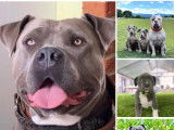 Chiots American Bully (X)XL à vendre