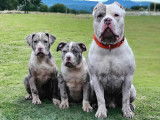 Chiots American Bully (X)XL à vendre