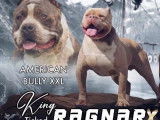 Chiots American Bully (X)XL à vendre