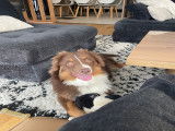 Chiot de race Berger Australien mâle à donner