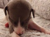 Chiots Whippet bleus LOF à vendre