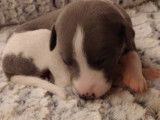 Chiots Whippet bleus LOF à vendre