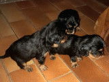 Chiots mâles Cavalier King Charles noir et feu à vendre