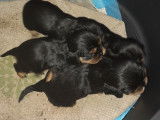 Chiots mâles Cavalier King Charles noir et feu à vendre