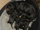Chiots mâles Cavalier King Charles noir et feu à vendre