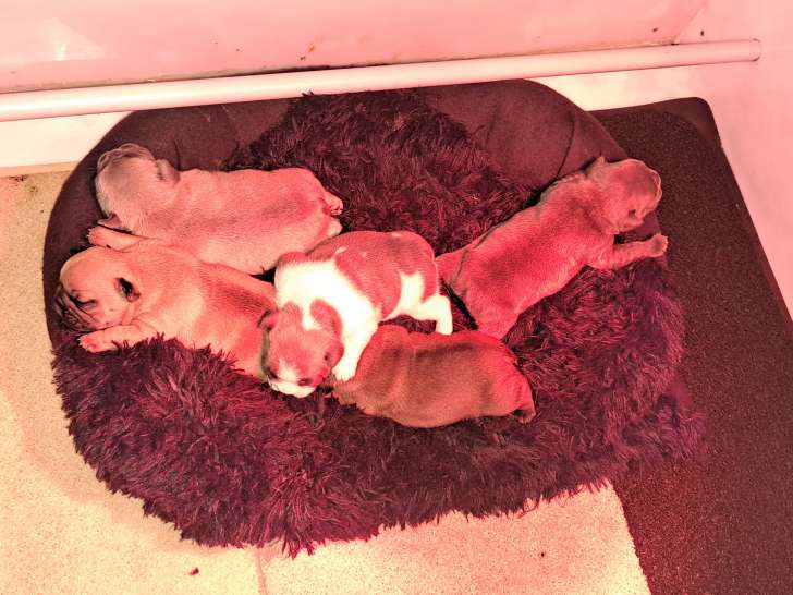 Chiots Bouledogues Français non LOF à vendre