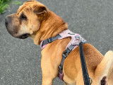 Onyx, Shar-Peï à donner