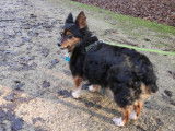 Lili, chienne croisée Chihuahua à adopter
