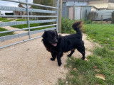 Cassie, chienne croisée berger à adopter