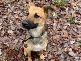 Vaycko, chien croisé berger à adopter
