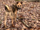 Vaycko, chien croisé berger à adopter