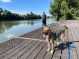 Akel, chien croisé berger à adopter