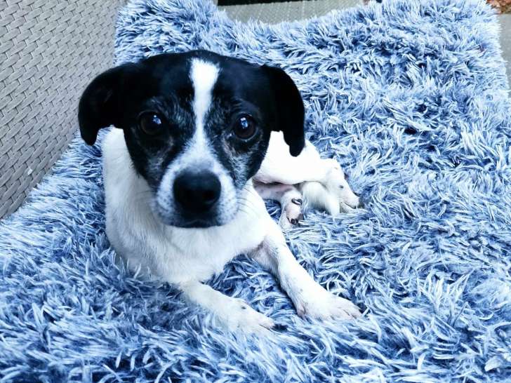 Uma, chienne croisée Chihuahua et Jack à adopter