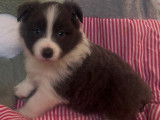 chiot 1 bleu et blanc libre