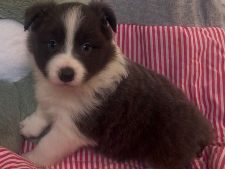 chiot 1 bleu et blanc libre